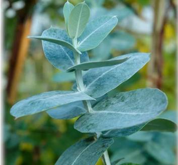 Eucalyptus Globulus 80/85 percent Essential Oil 2